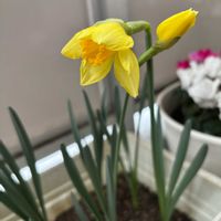 黄水仙,咲いた！,黄色,花のある暮らし,ありがとう♡の画像