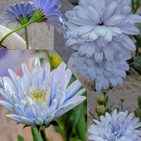 オステオスペルマム,オステオスペルマム　ブルースティール,ガーデニング,マイガーデン,GSのみなさんに感謝♡の画像