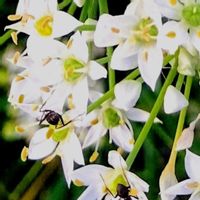 ニラ,ニラ,可愛いお花,今日のお花,家庭菜園の画像