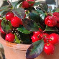 ルビーネックレス,チェッカーベリー,多肉植物,癒し,植物のある暮らしの画像