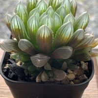 ハオルチア,ジェリーフィッシュ,ジェリーフィッシュ,ハオルチア クブシエドリフテンシス,ハオルチア クブシエドリフテンシスの画像