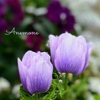アネモネ,寄せ植え,癒しのお花,愛の花♡,ありがとうの花❣️の画像