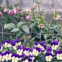 クリスマスローズ,ガーデニング,花のある暮らし,冬越し,玄関でお出迎えの画像