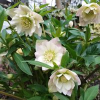 クリスマスローズ,地植え,小さい庭の画像