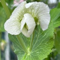 エンドウ,エンドウ,白い花,マメ科の画像