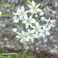 アンズ,ニラ,ニラ,フキ,フキの画像