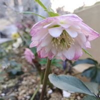 クリスマスローズ,地植え,小さい庭の画像