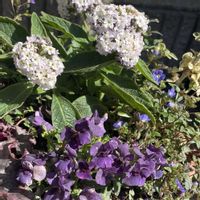 ヘリオトロープ,ネメシアエッセンシャル　ブラックベリー,寄せ植え,白い花,むらさきの花の画像