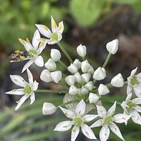 ニラ,花壇,ガーデニング,山野草,ヒガンバナ科の画像