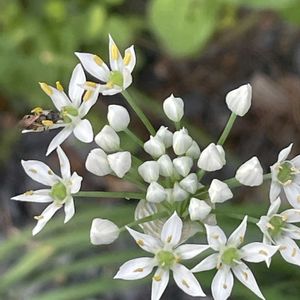 ニラ,花壇,ガーデニング,山野草,ヒガンバナ科の画像