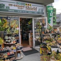 多肉植物,ウラボシ科,ビカクシダ属,食中植物,塊根の画像