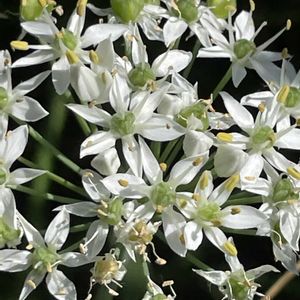 ニラ,花壇,ガーデニング,山野草,ヒガンバナ科の画像