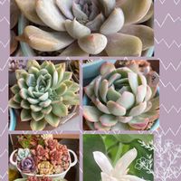 真珠姫,アルフレッド,コーヒーの花,スリョン,多肉寄せ植えの画像