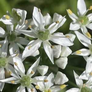 ニラ,花壇,ガーデニング,山野草,ヒガンバナ科の画像