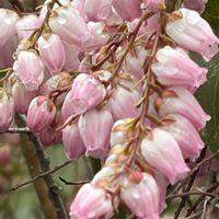 アセビ,アセビ,アセビ,アセビ,馬酔木(アセビ）の画像