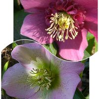 クリスマスローズ,地植え,マイガーデン,綺麗✨,チーム岐阜の画像