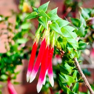 植物園,温室,オージープランツ,東京,花のある暮らしの画像