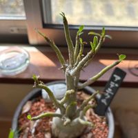 アデニウム,窓辺の植物,観葉植物のある暮らしの画像