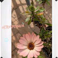 オステオスペルマム,ガーデニング,花のある暮らし,小さな庭,庭の画像