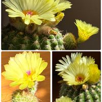 サボテン,サボテン,子株,スマホ撮影加工なし,花の15年組の画像