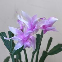 シャコバサボテン,花のある暮らし,お義母さんのお花,玄関内側の画像