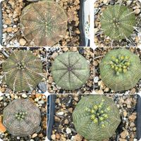 E.'chikuchiku',E.'chikuchiku',多肉植物,ユーフォルビア,花のある暮らしの画像