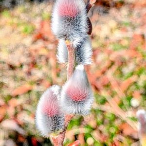 ネコヤナギ,ネコヤナギ,挿し木から成長,汚庭の片隅の画像