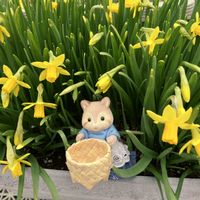 屋上,花のある暮らし,古株さん,ティタテイト,家庭菜園奮闘日記の画像