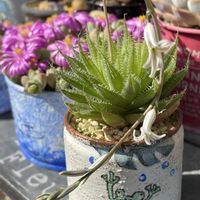 虹の玉,イザベラエ,多肉植物,バラと夢CLUB,ムッチリぷくぷくの日の画像