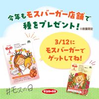 ホウセンカ,オレンジアイコ,てぃんさぐ,プレゼント,花のある暮らしの画像