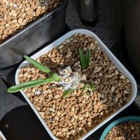 チレコドン・ペアルソニー,今日の一枚,珍奇植物,チレコドン属,おうち園芸の画像