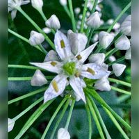 ハナニラ,ニラ,ニラの花,白い花,今日のお花の画像