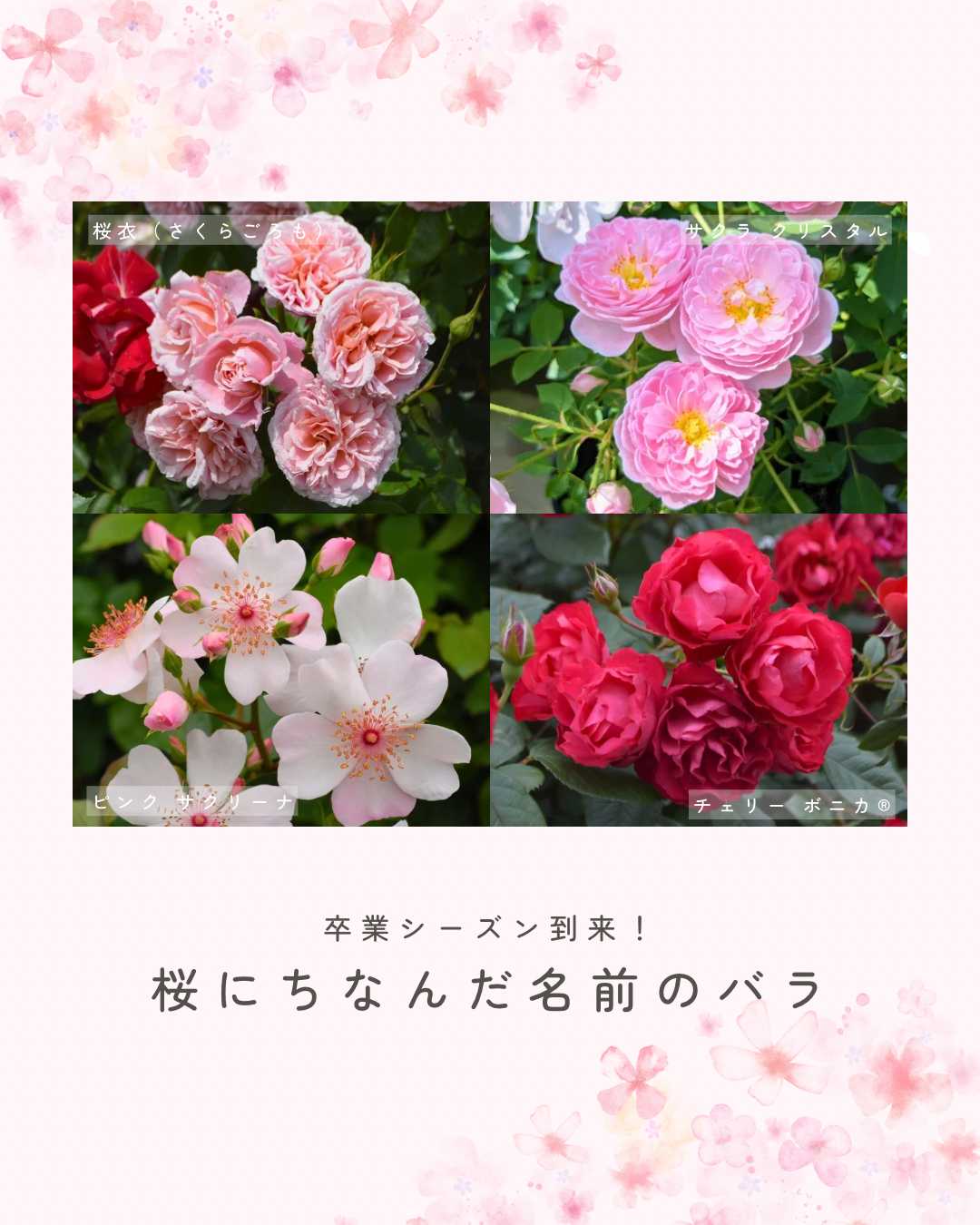 バラの投稿画像 by 京成バラ園芸(株)バラ営業部さん｜京成バラ園芸と