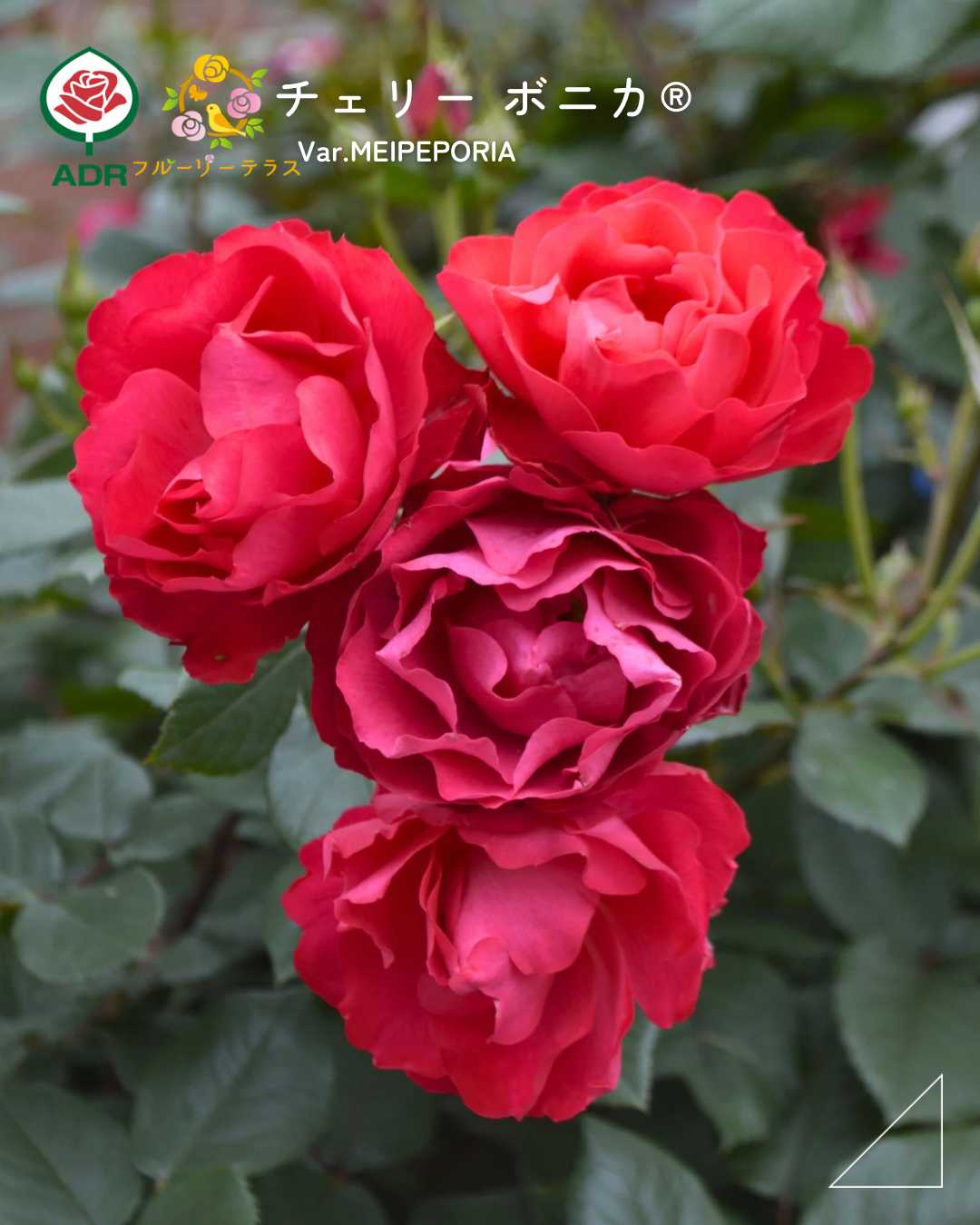 バラの投稿画像 by 京成バラ園芸(株)バラ営業部さん｜京成バラ園芸と