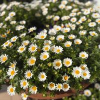 ノースポールの画像