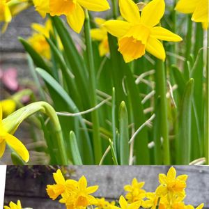 ミニ水仙,ミニスイセン テータテート,花壇,幸せの黄色い花,花咲く乙女たち♡の画像