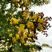 ミモザ,ミモザ,ナチュラルガーデン,可愛い,シンボルツリーの画像