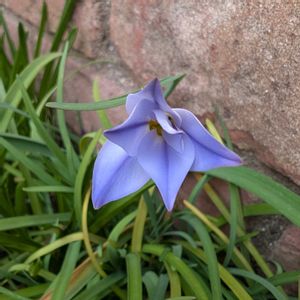 ハナニラ,クロッカス,チューリップ,チューリップ,ミニスイセンの画像