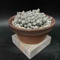 サボテン,多肉植物,観葉植物,塊根植物,コーデックスの画像