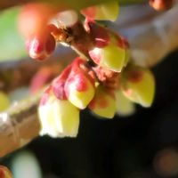 ヒサカキ,山野草,素敵な出会い,癒されて,一期一会の画像