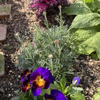 ジギタリス,ローダンセマム,ビオラ,多年草,❤️いいね、ありがとうの画像