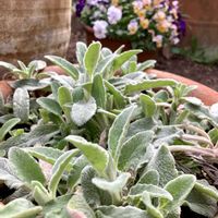 パンジー・ビオラ,ラムズイヤー,ビオラ,ギョリュウバイ,3月の庭の画像