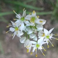 スイセン,ニラ,ヒイラギナンテン,オステオスペルマム,スナップエンドウの画像