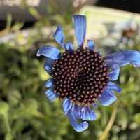 ハナニラ,ハナニラ,ニラ,ニラ,シラー・カンパニュラータの画像