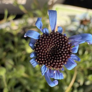 ハナニラ,ハナニラ,ニラ,ニラ,シラー・カンパニュラータの画像