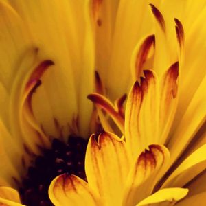 カレンデュラ　エミフル・マロン,小さな花壇,花のある暮らし,植物好き,自然の不思議の画像