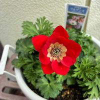 アネモネ,ガーデニング初心者,アネモネフルゲンス,ここにしか咲かない花,金曜日の蕾たちの画像