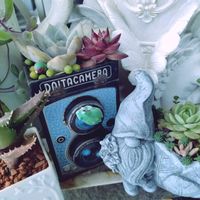 サボテン,エケベリア,多肉植物いろいろ,多肉植物,多肉寄せ植えの画像