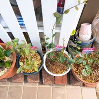 ブルーベリー,スイスチャード,ブルーベリー ブルーシャワー,ブルーベリー クライマックス,ブルーベリー コースタルの画像