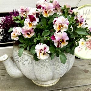 寄せ植え,ガーデニング,ウッドデッキ,ガーデン雑貨,小さな庭の画像